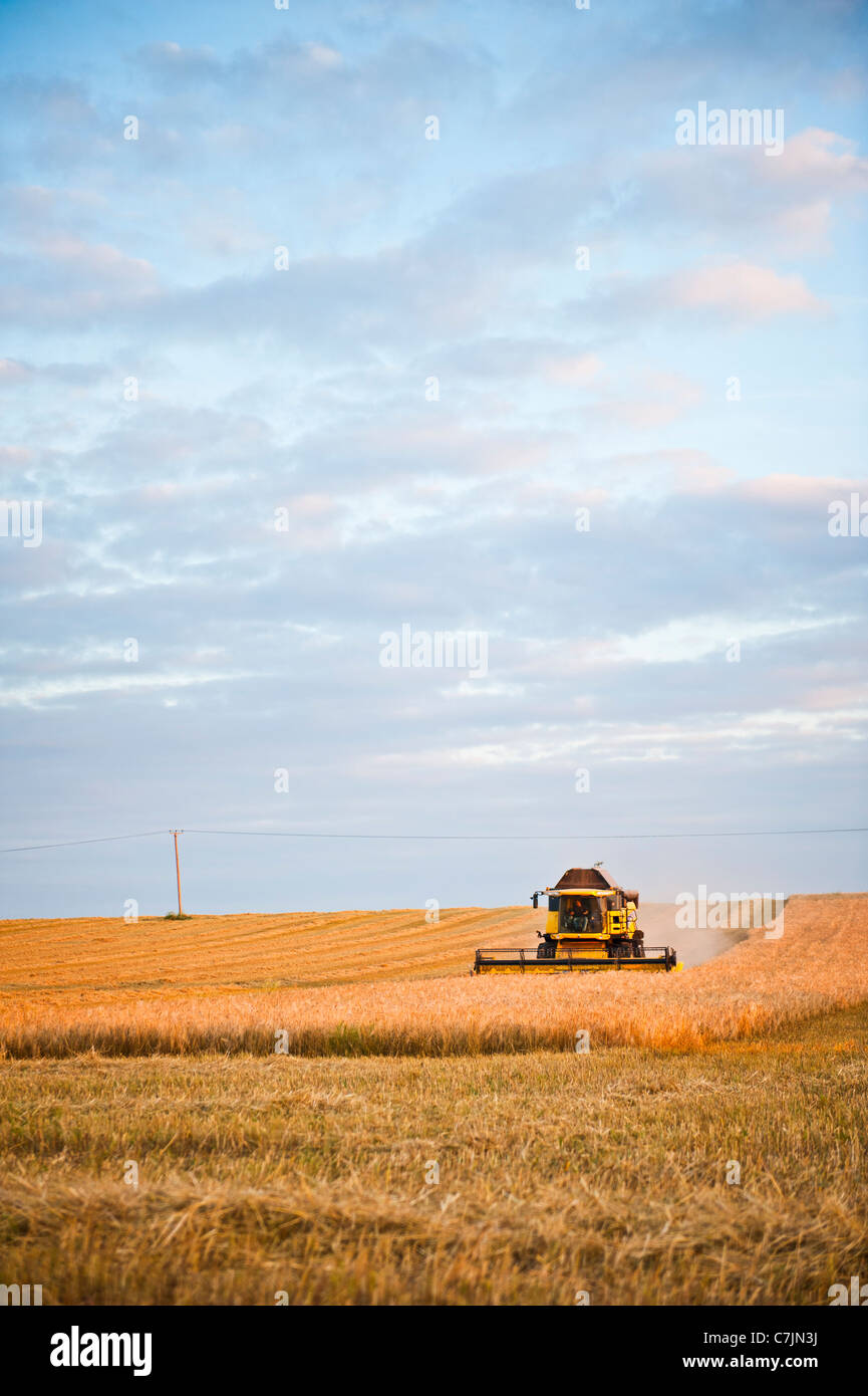 Moissonneuse-batteuse de la récolte de cultures en champ agricole, Warwickshire, UK Banque D'Images