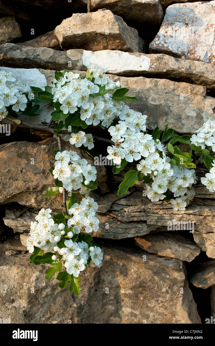 Aubépine dans mur en pierre de Cotswold Glos Gloucestershire England UK Royaume-Uni GB Grande-bretagne British Isles Banque D'Images