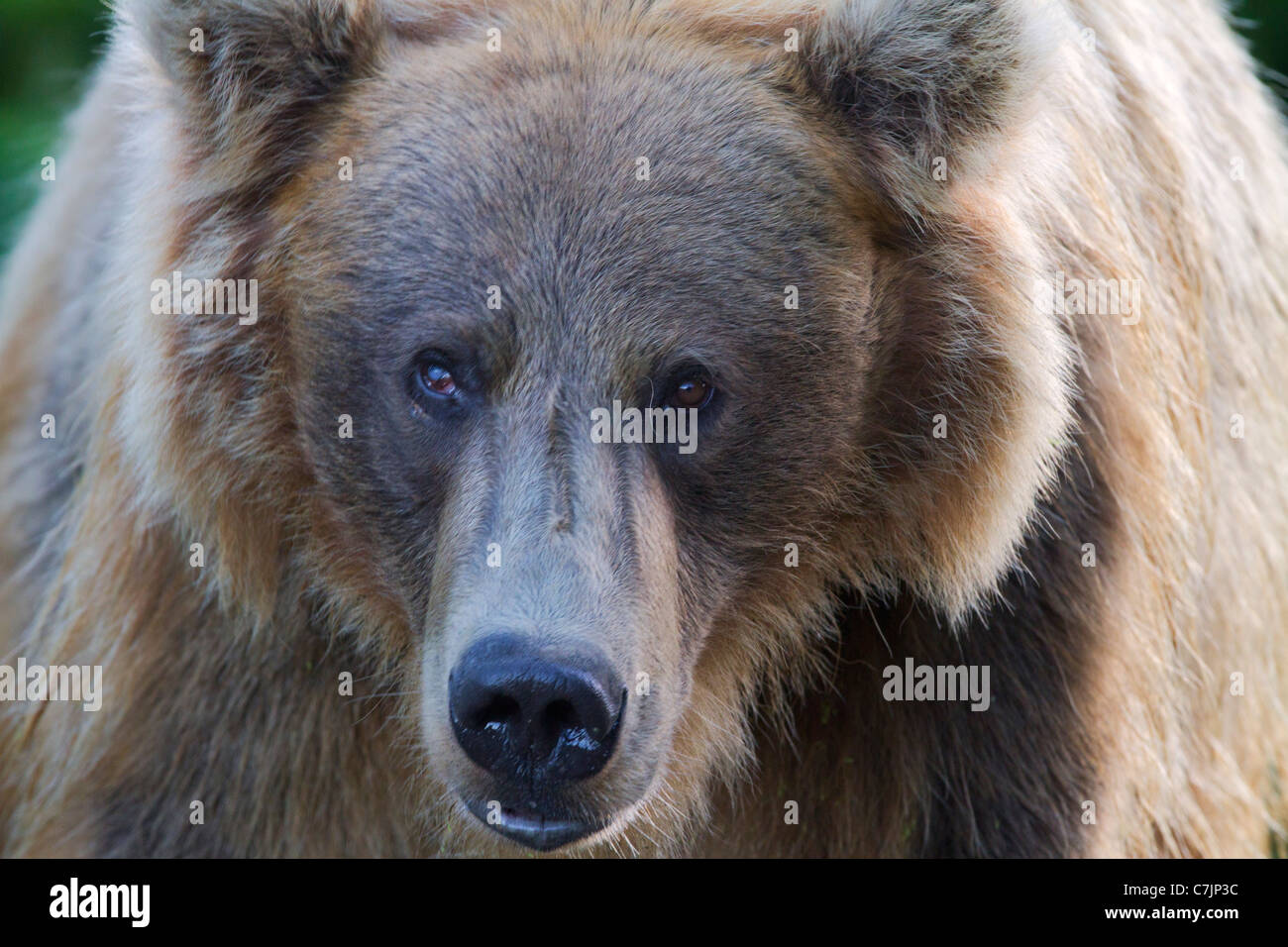 Homme Brun / Grizzli, Lake Clark National Park, Alaska. Banque D'Images