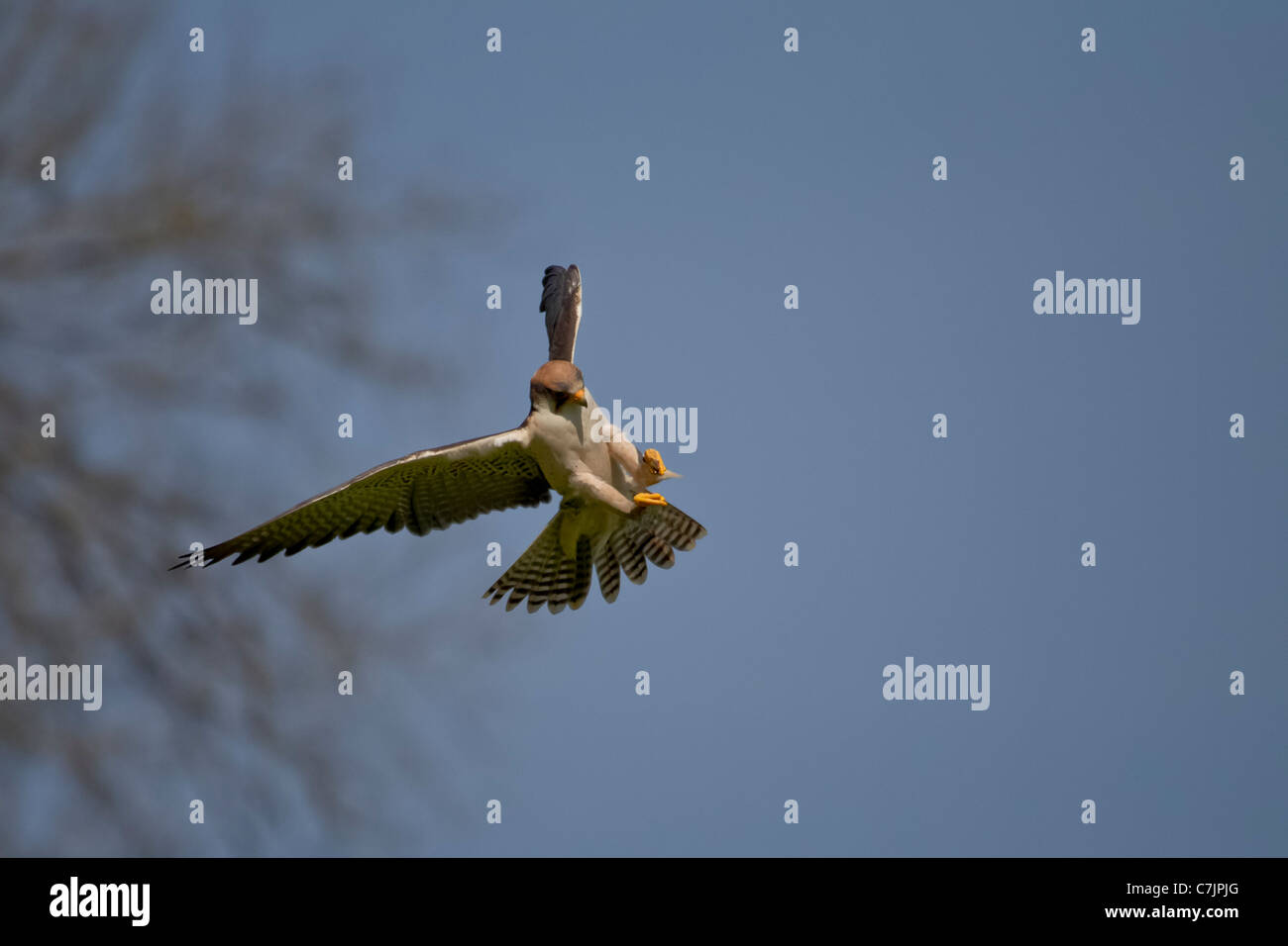 Falco biarmicus Lanner Lanner Falcon JAGEN GREIFVOGEL Lannerfalke oiseau de proie falke fliegen battant greife raptor chasse Banque D'Images