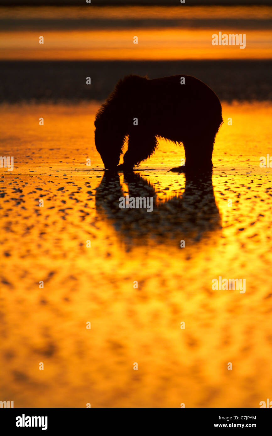 Brown / Grizzli à palourdes au lever du soleil, Lake Clark National Park, Alaska. Banque D'Images