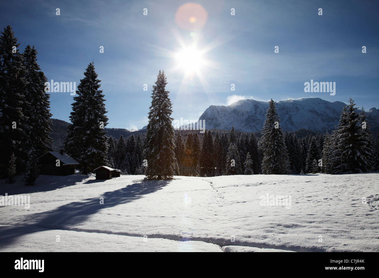 Arbres sur une colline couverte de neige Banque D'Images