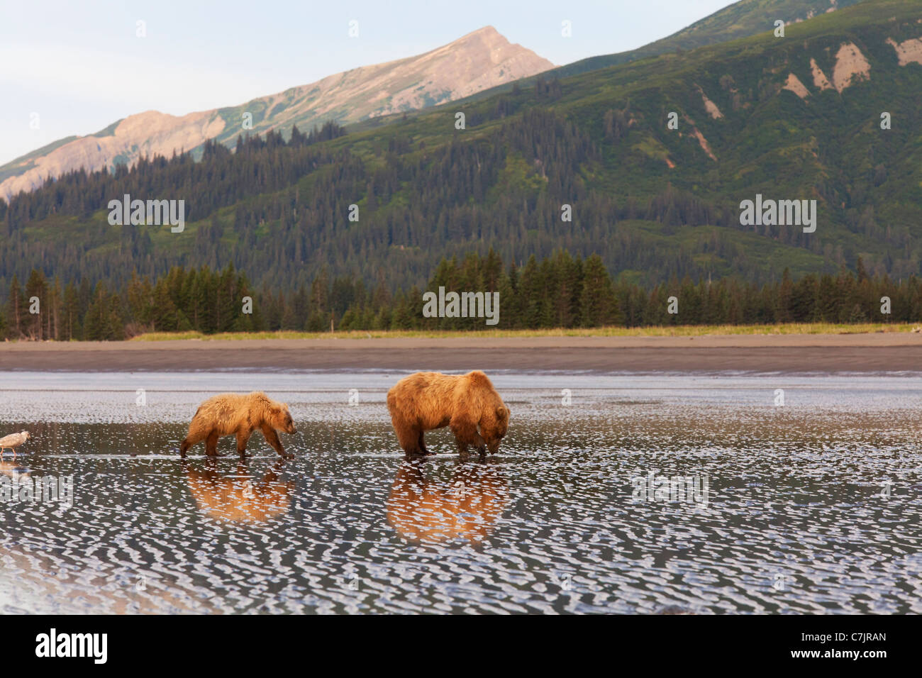 Brown / Grizzli creuser des clams, Lake Clark National Park, Alaska. Banque D'Images