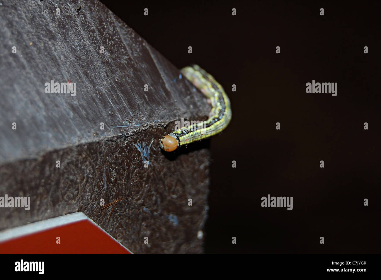 Inch Worm, Big Basin State Park, Californie Banque D'Images