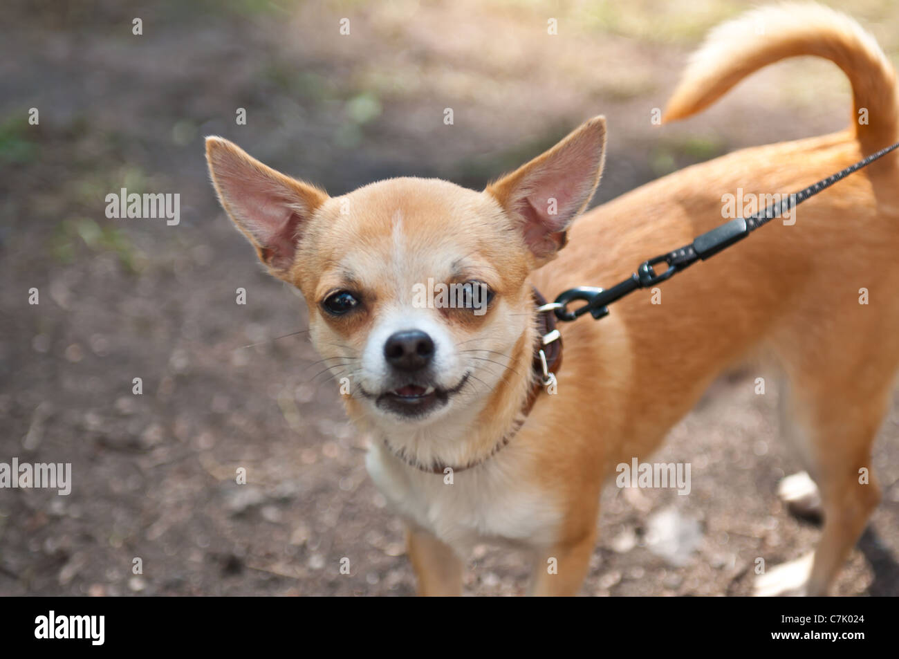 Le Chihuahua Est La Plus Petite Race De Chien Et Est Ainsi