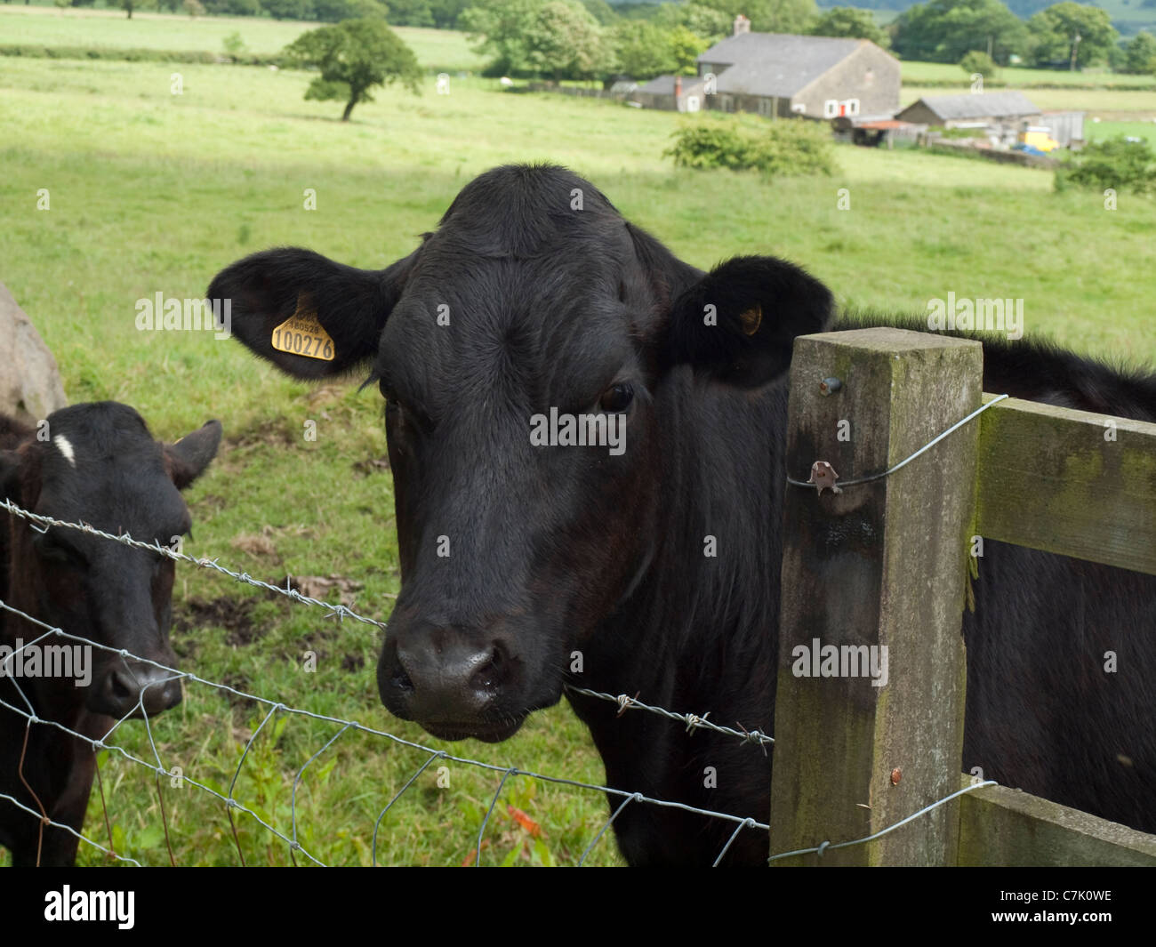 Portrait de vache noire avec étiquette d'oreille jaune à une clôture avec une ferme à l'arrière-plan. Nord-ouest de l'Angleterre. Banque D'Images