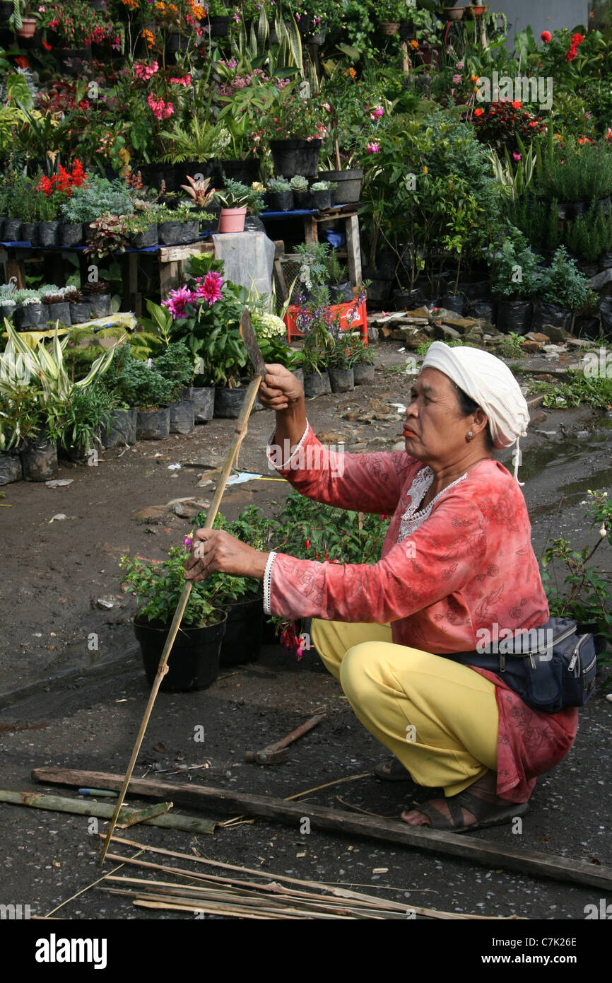 Femme indonésienne de découpe les cannes à Brastagi Marché aux Fleurs Banque D'Images