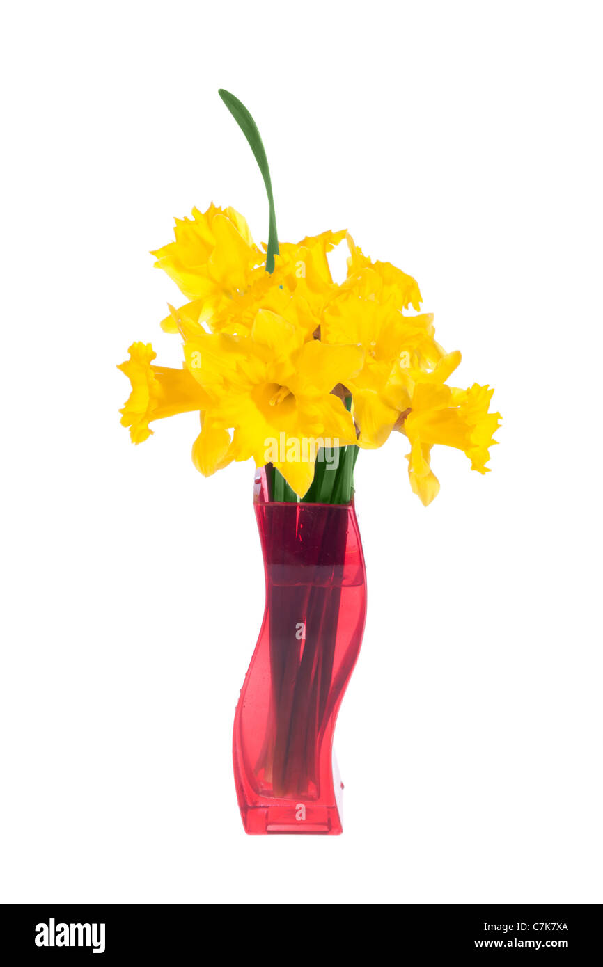 Jonquilles jaune dans le pot rouge sur blanc, Banque D'Images