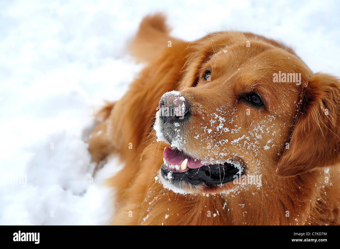 Golden Retriever dog Banque D'Images