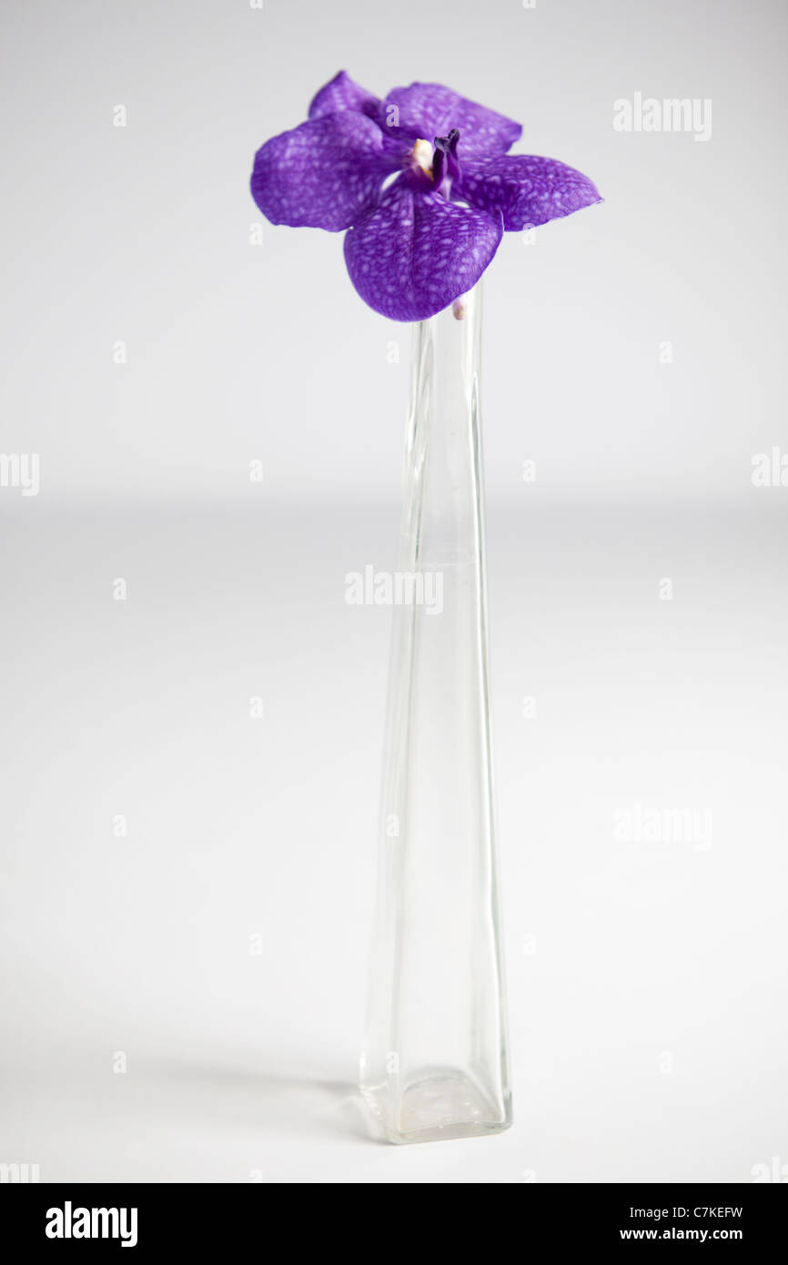 Une seule orchidée pourpre dans un grand vase en verre Banque D'Images