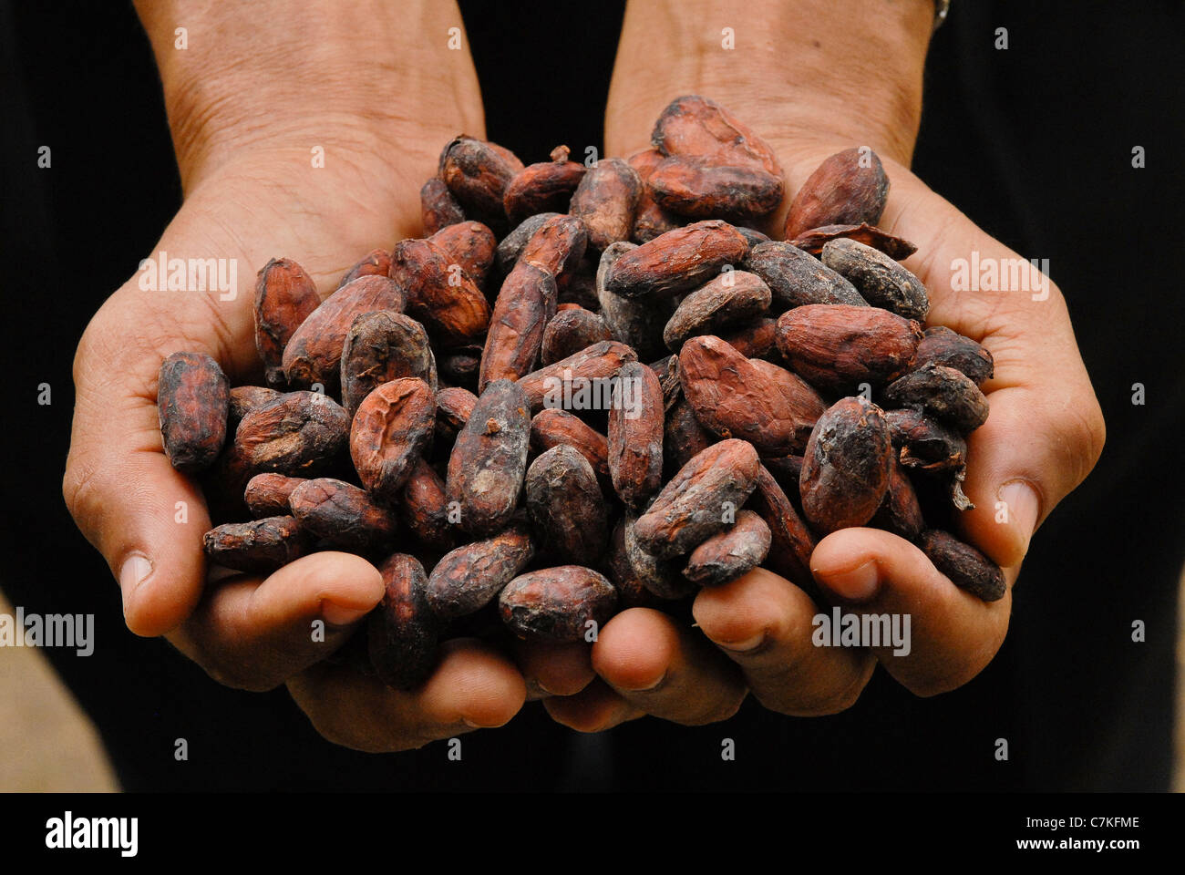 Les fèves de cacao, Sao Tomé-et-Principe, l'Afrique. Banque D'Images