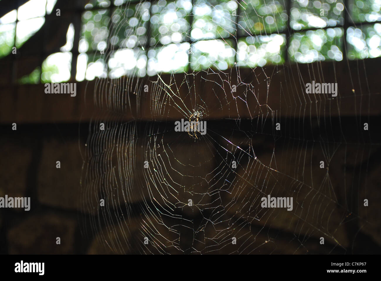 Spider web Banque D'Images