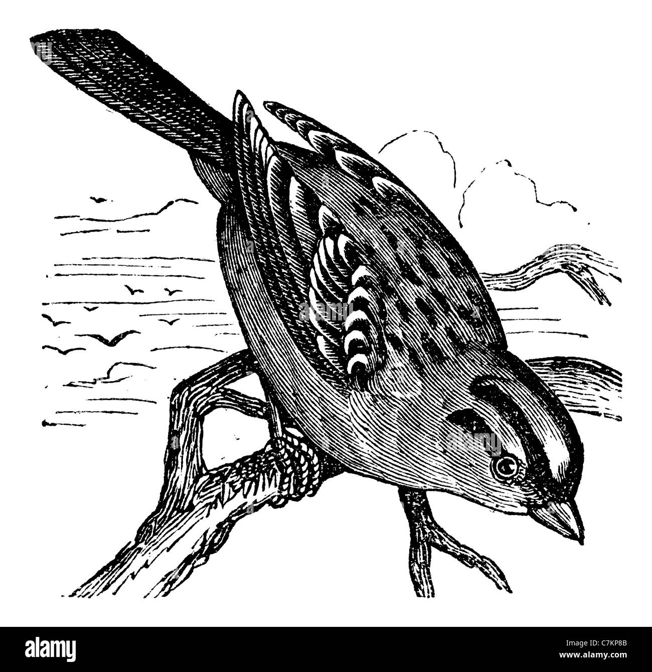 Bruant à couronne blanche (Zonotrichia leucophrys), vintage engraved illustration. Encyclopédie Trousset (1886 - 1891). Banque D'Images