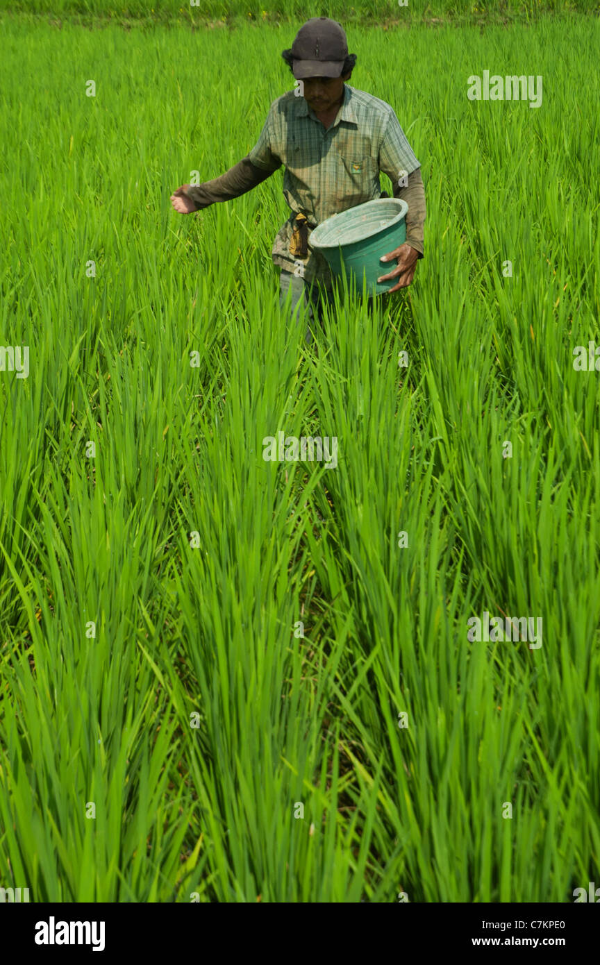 Farmer fertiliser le riz paddy Banque D'Images