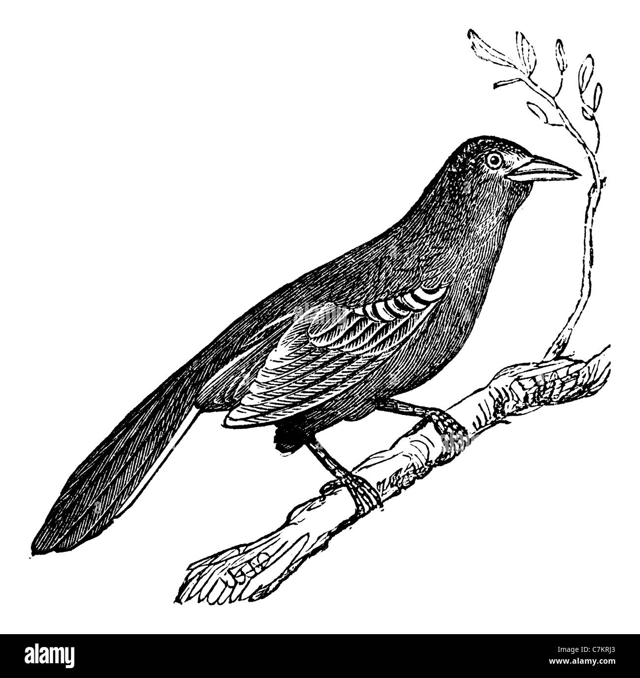 Moqueur polyglotte (Mimus polyglottus), vintage engraved illustration. Encyclopédie Trousset (1886 - 1891). Banque D'Images