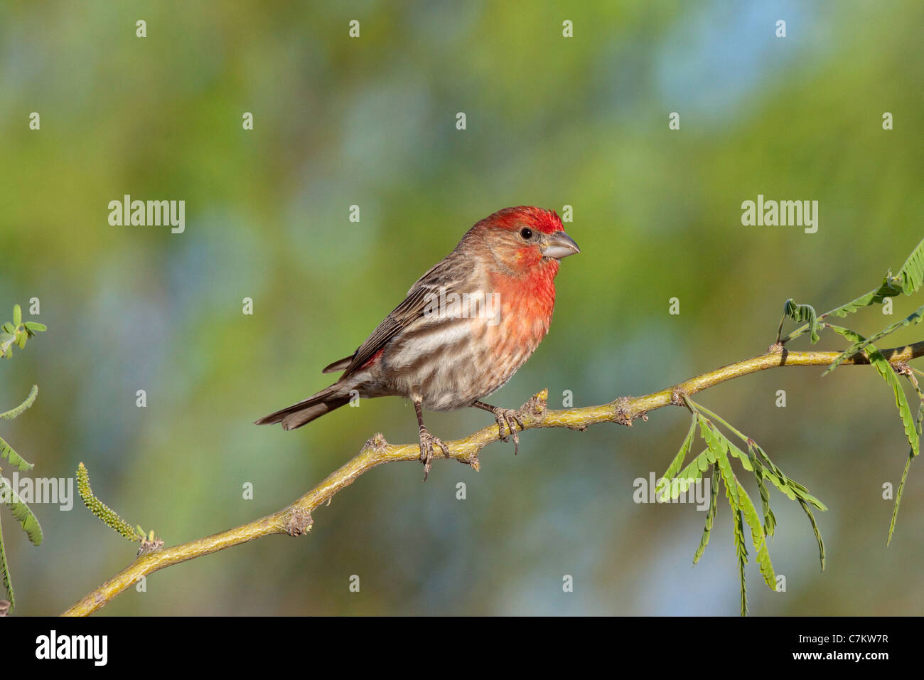 Roselin familier Carpodacus mexicanus Tucson, Arizona, United States 16 avril homme adulte Fringillidae Banque D'Images