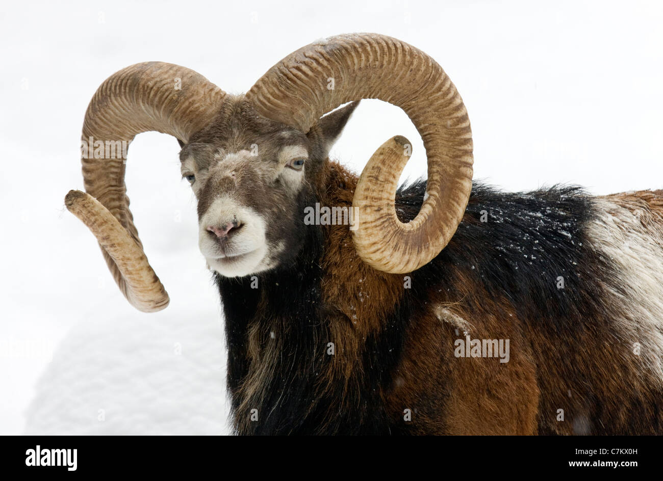 Dans la neige de mouflon (Ovis orientalis musimon) Banque D'Images