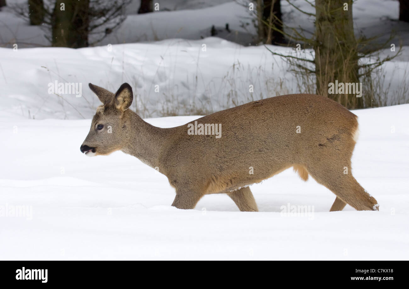 Chevreuils dans la neige (Capreolus capreolus) Banque D'Images