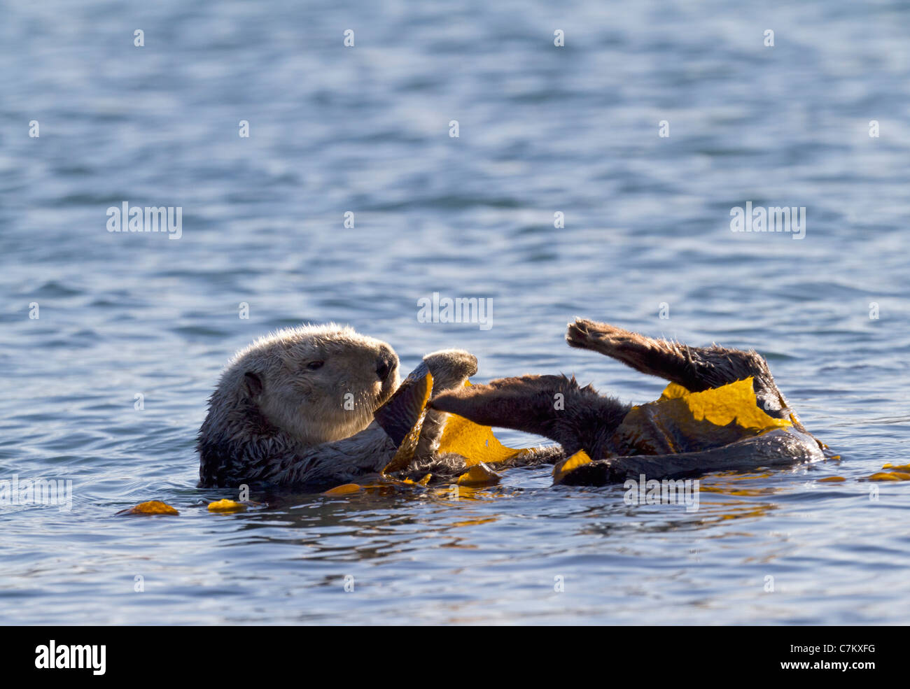 Avec des algues de la loutre de mer (Enhydra lutris) Banque D'Images