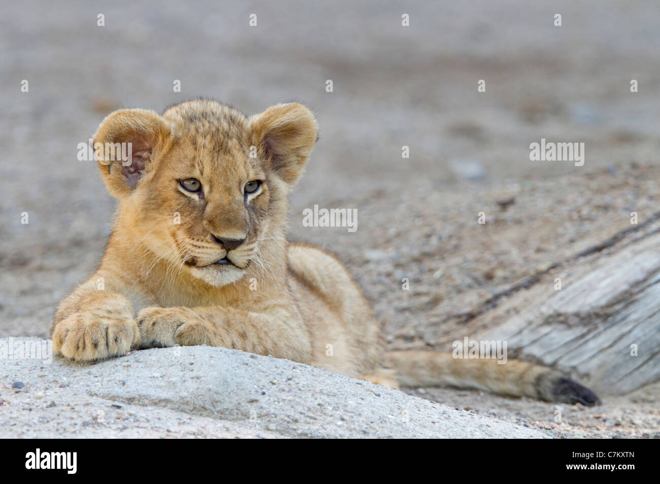 Lion (Panthera leo) Banque D'Images