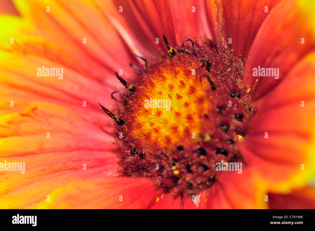 Cocarde de gros plan fleurs (Gaillardia) Banque D'Images