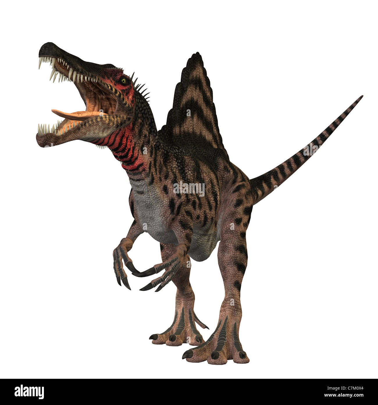 Le dinosaure Spinosaurus a été un énorme carnivore du Crétacé des masses de l'histoire. Banque D'Images