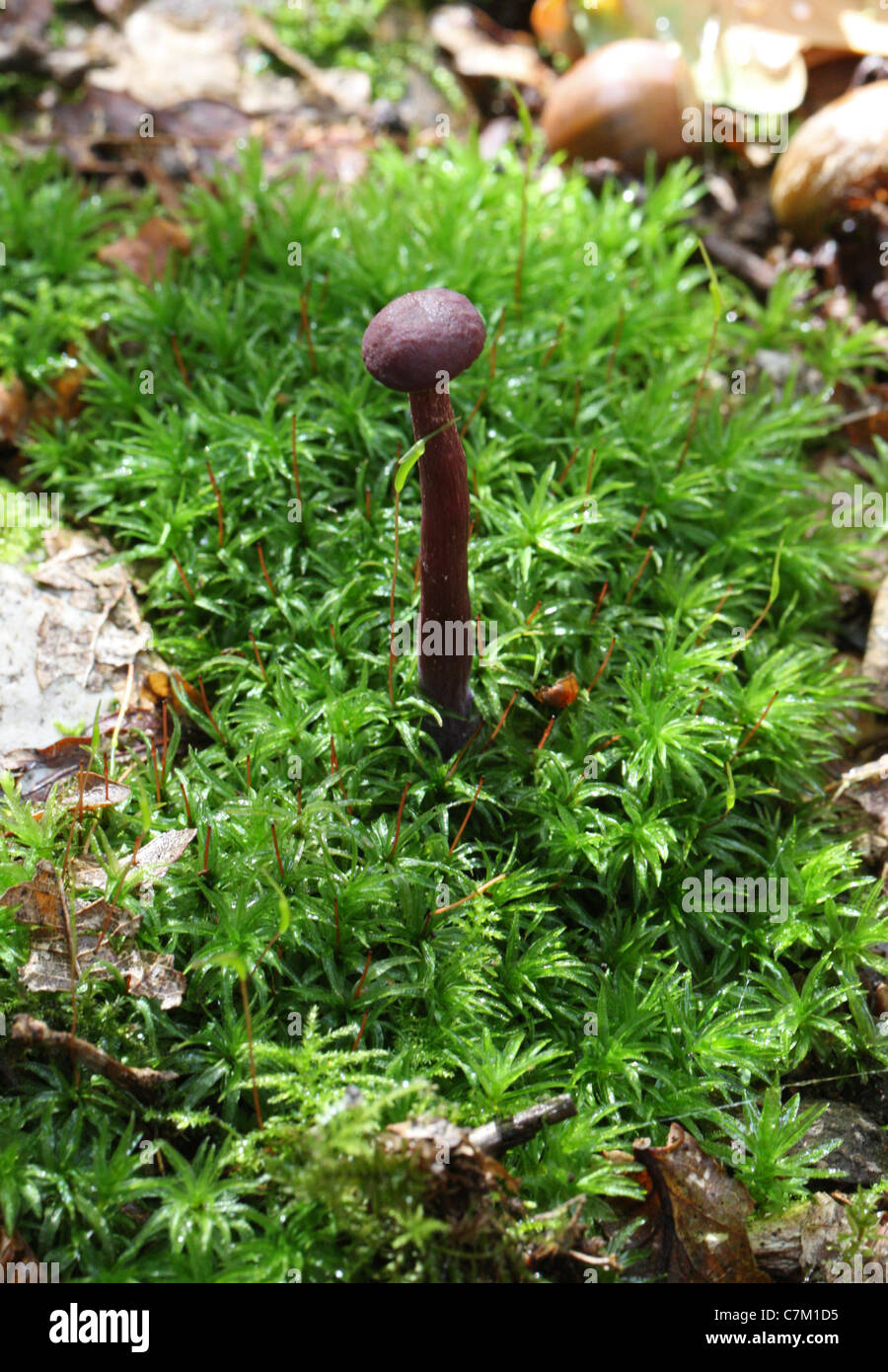 Les jeunes prétendants Améthyste Laccaria amethystina, champignon, Hydnangiaceae. Banque D'Images