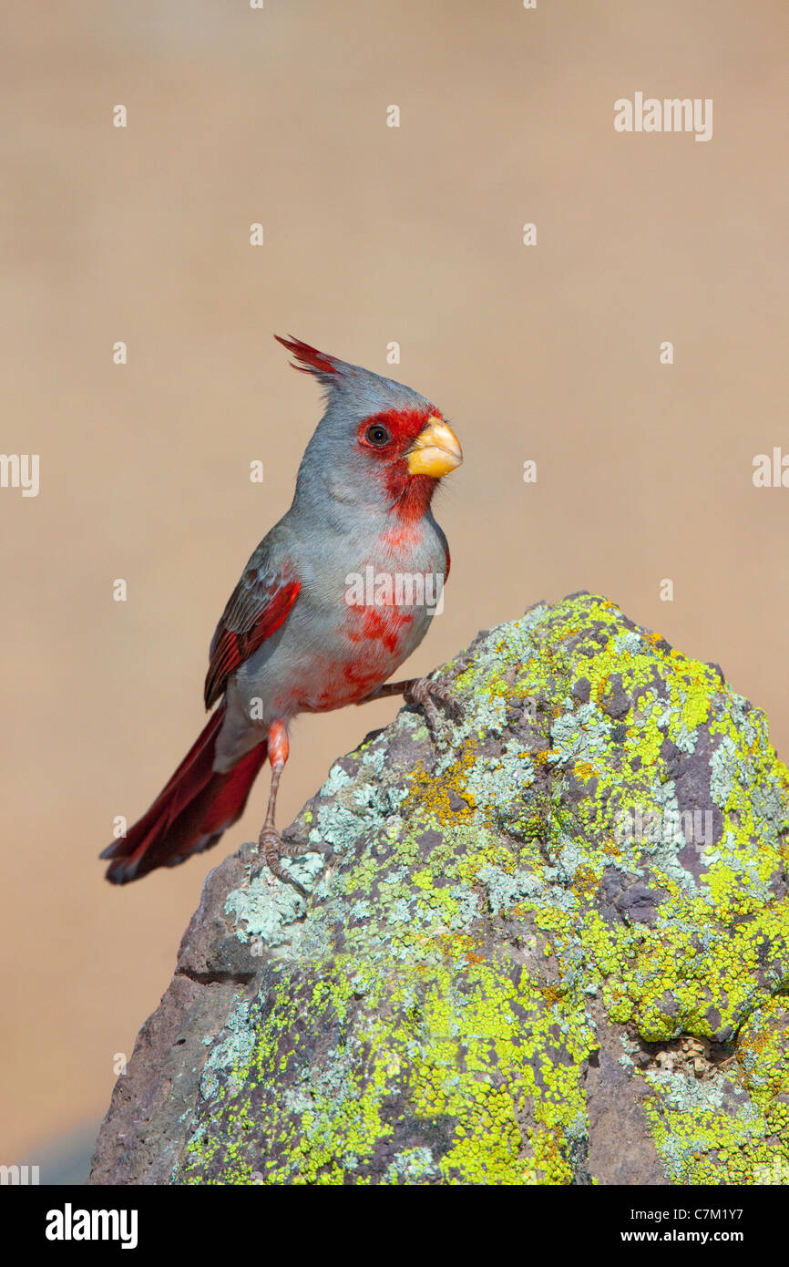 Pyrrhuloxia Cardinalis sinuatus Tucson, comté de Pima, Arizona, United States 16 avril homme adulte Cardinalidae Banque D'Images