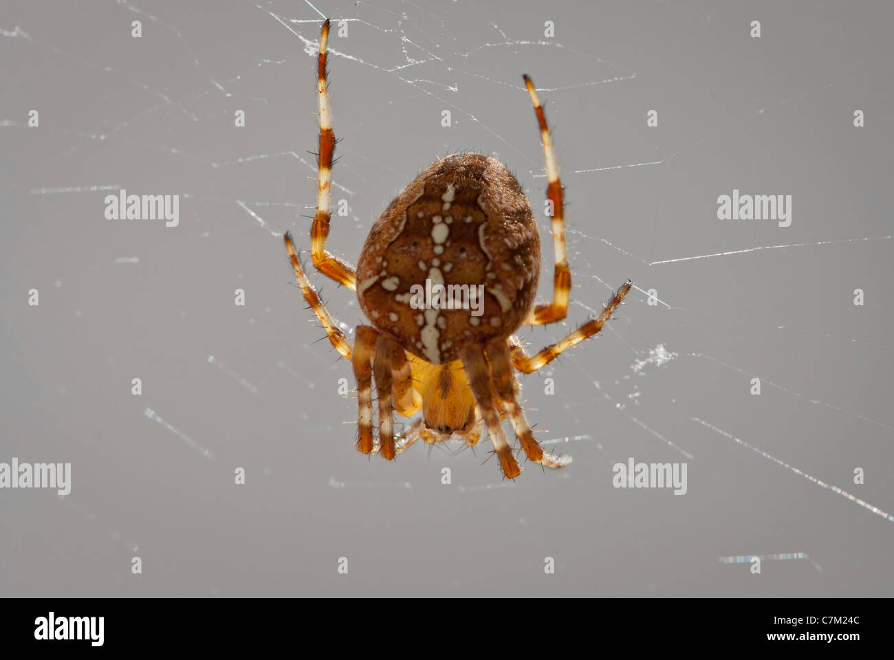 Close up d'araignée Araneus diadematus (jardin) Banque D'Images