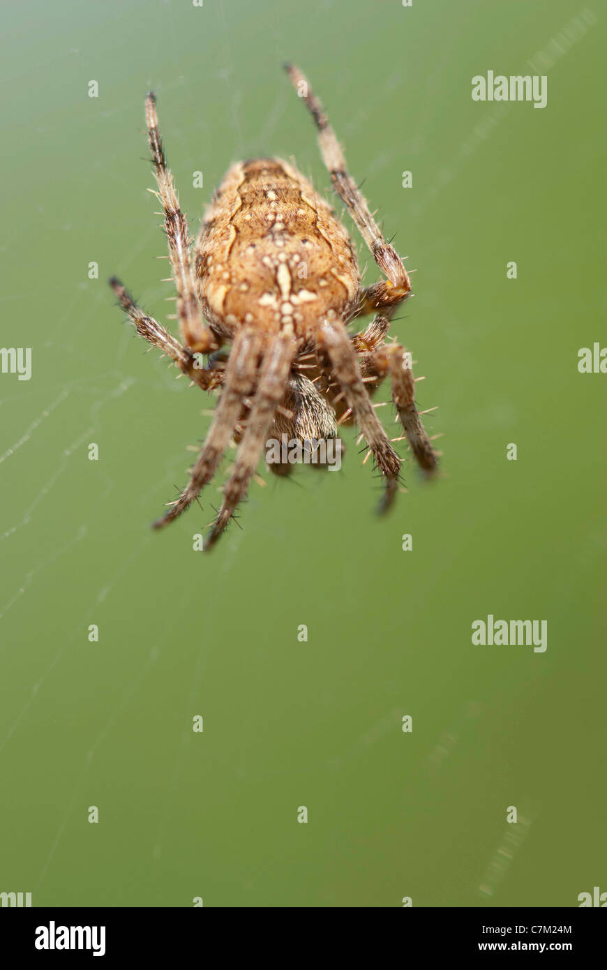 Close up d'araignée Araneus diadematus (jardin) Banque D'Images