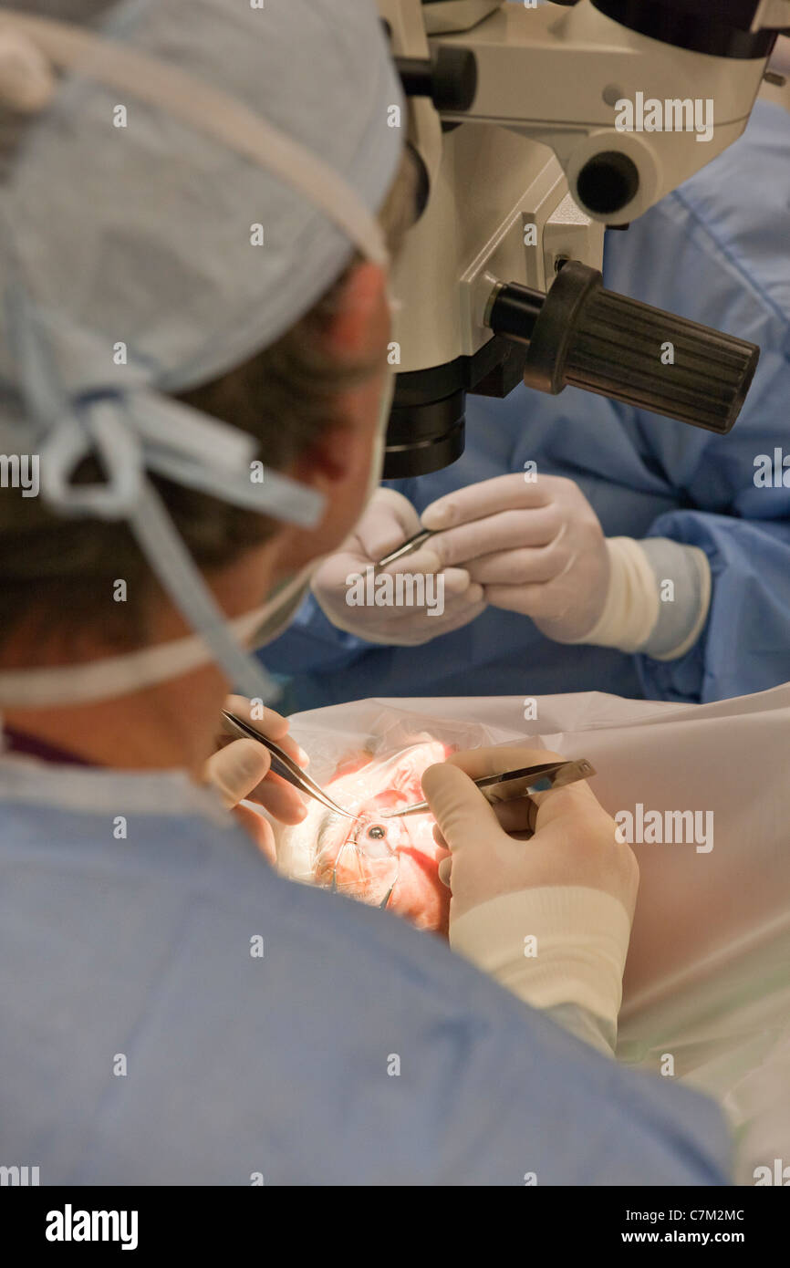 Ophtalmologiste effectuer la chirurgie de la cataracte Banque D'Images