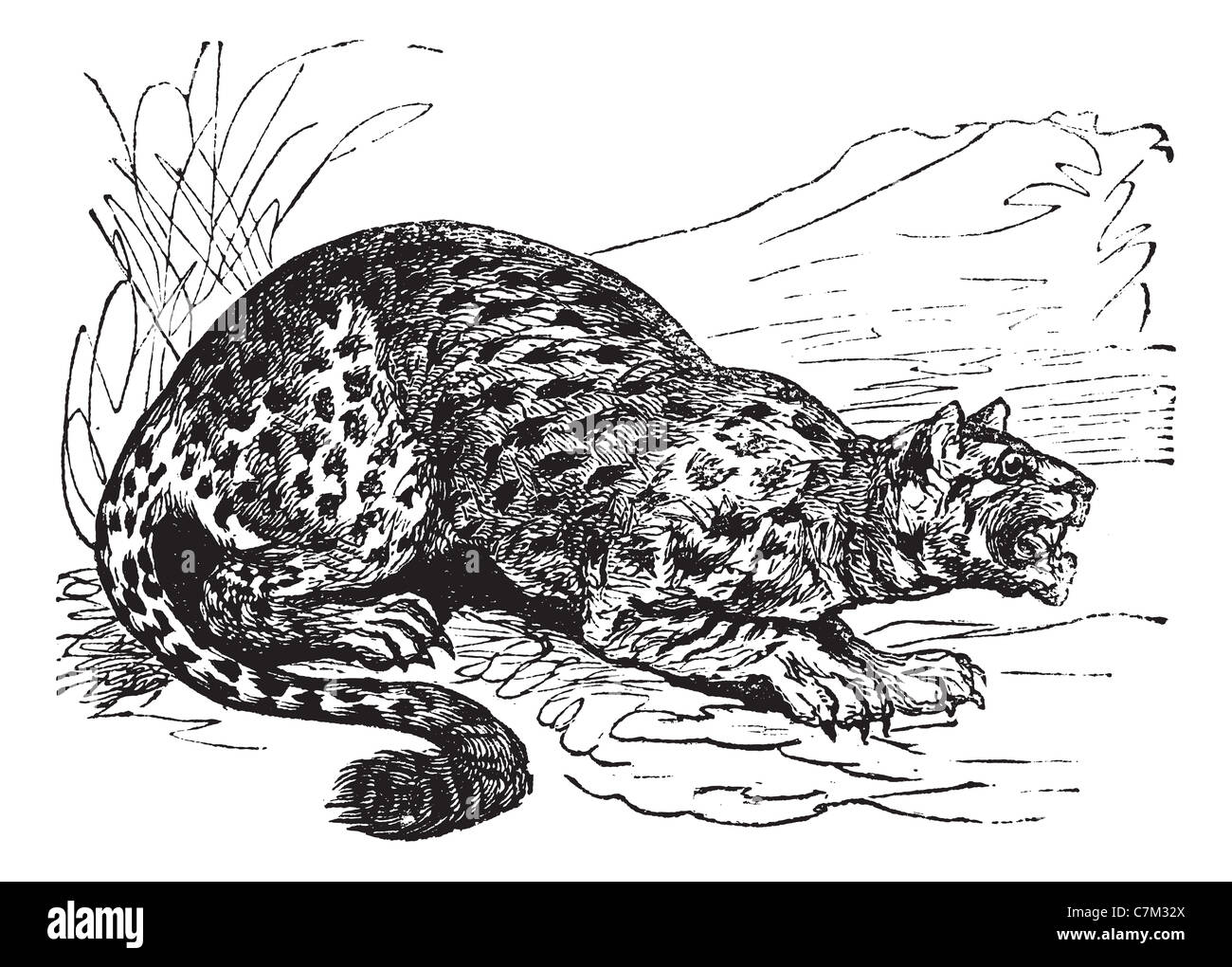 Ou Oncilla chat tacheté peu ou Tigrilleo, vintage engraved illustration. Encyclopédie Trousset (1886 - 1891). Banque D'Images