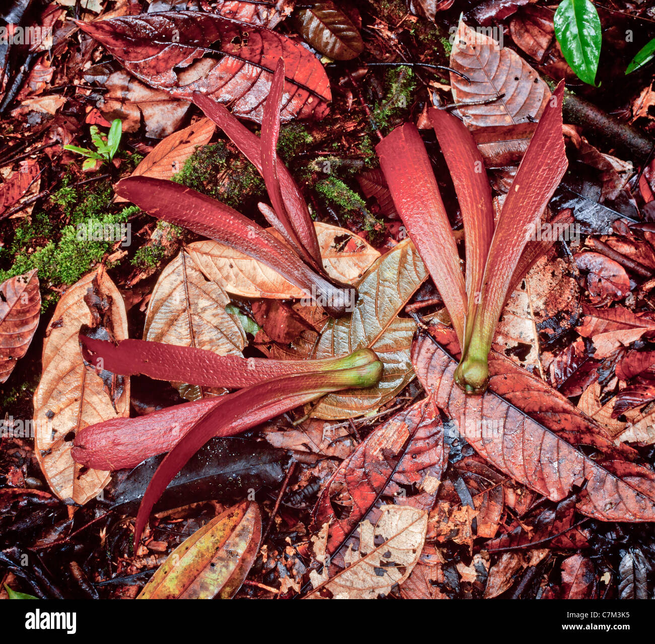 Graines ailées de diptérocarpacées tropical sur le sol forestier, Mulu National Park, Sarawak, Bornéo, Malaisie Orientale. Banque D'Images