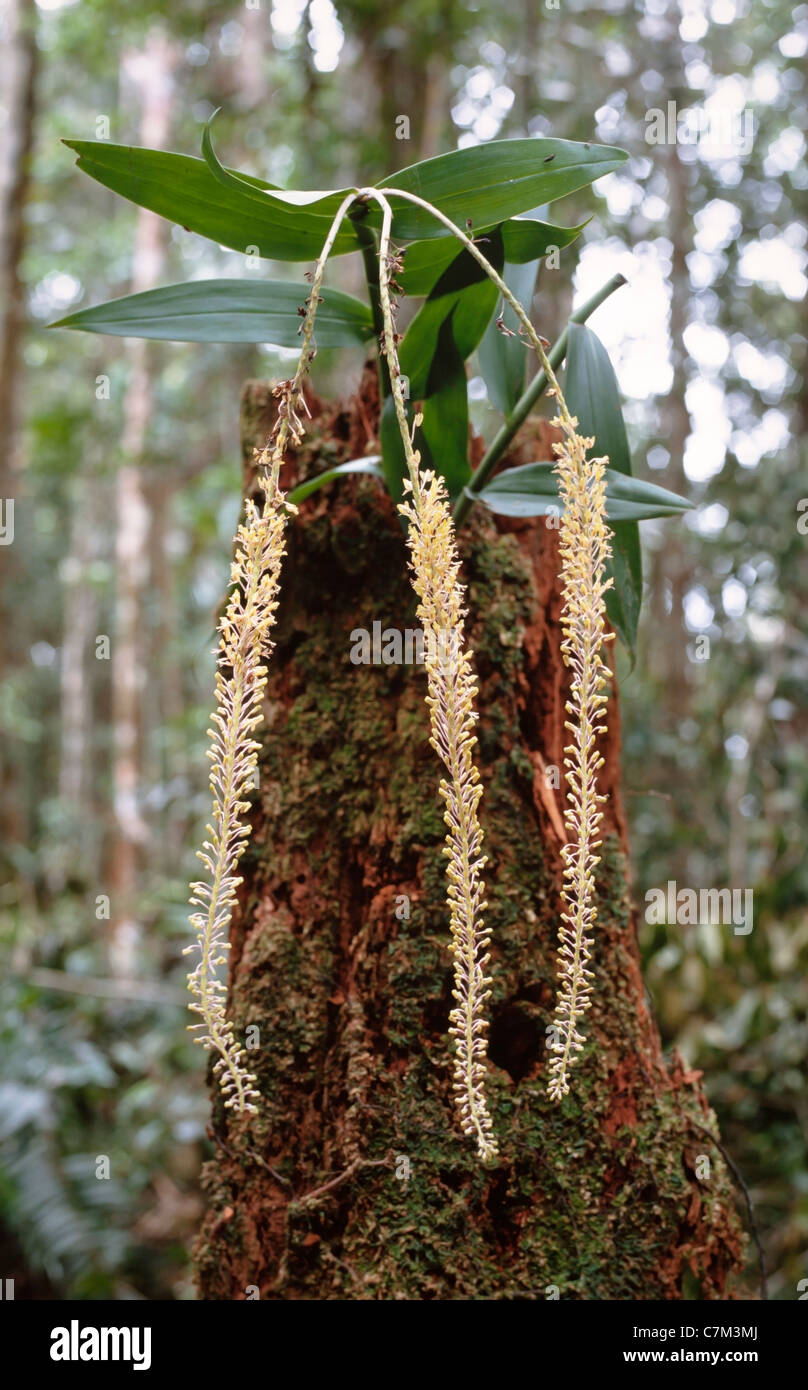 Eria Isection Mycaranthes monostachya (Lindl) orchidée, Mulu, Bornéo, Malaisie Orientale Banque D'Images