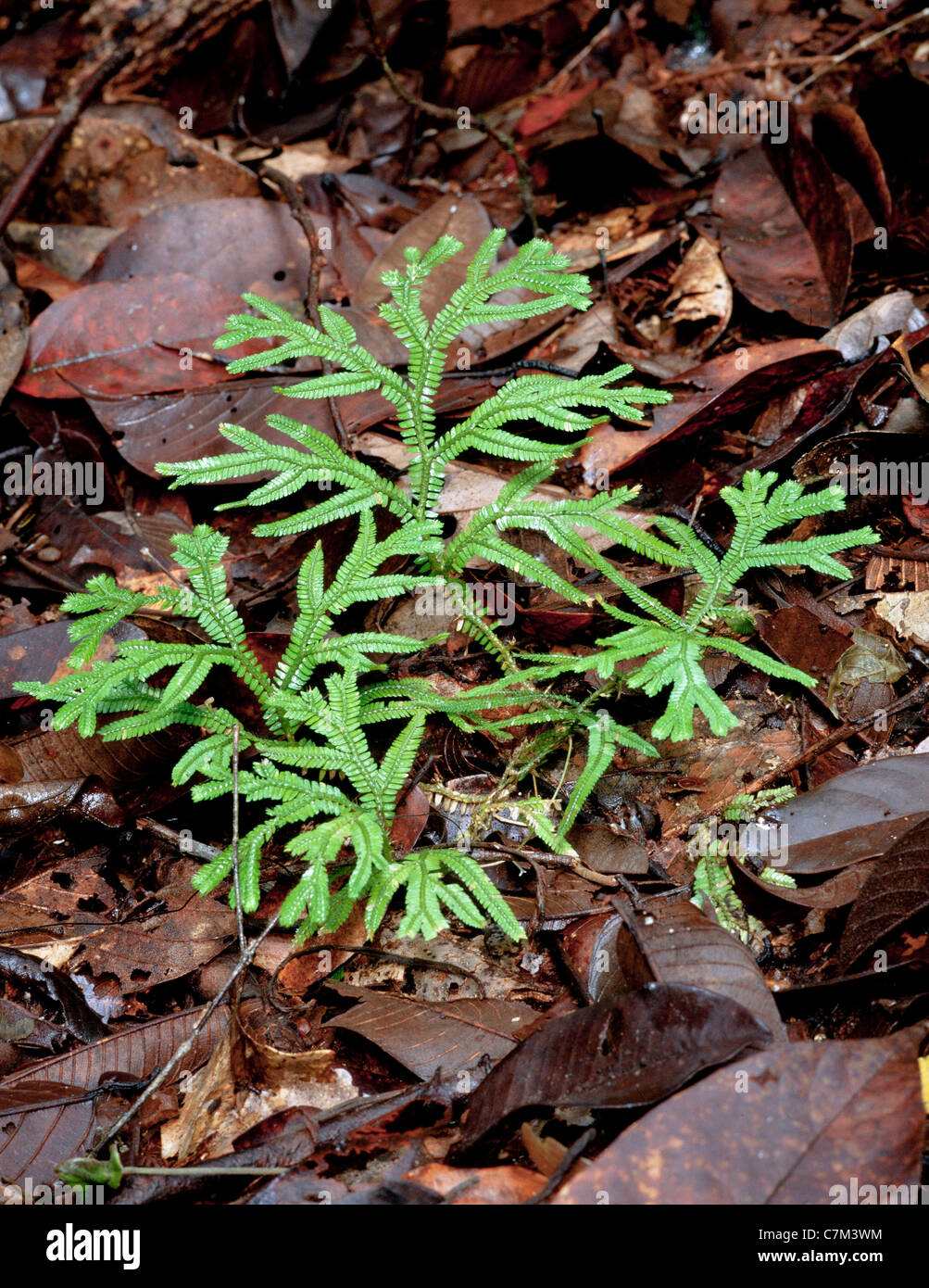 Fougère Selaginella sp. qui croissent sur le sol forestier, Mulu National Park, Sarawak, Bornéo, Malaisie Orientale Banque D'Images