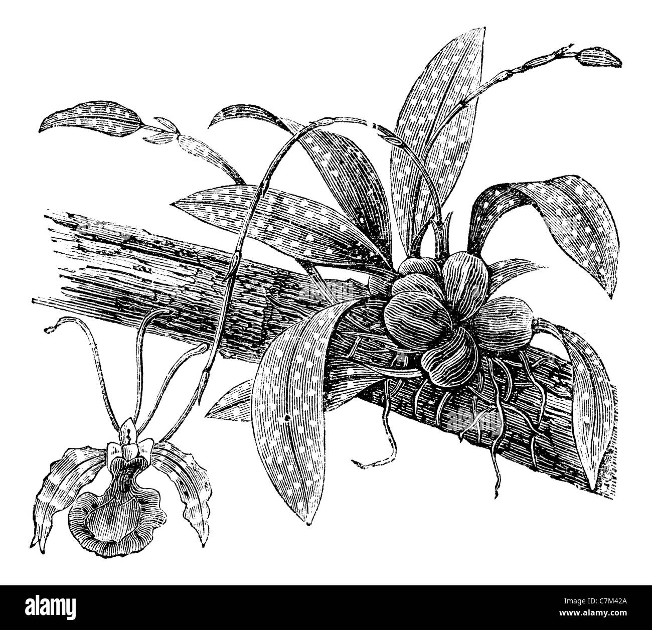 L'Oncidium papillon sur une branche isolé sur blanc, vintage engraved illustration. Encyclopédie Trousset (1886 - 1891). Banque D'Images