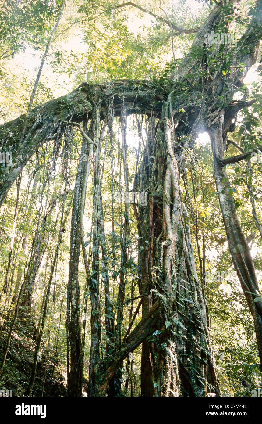 D'étrangler fig, Ficus sp., Mulu National Park, Sarawak, Bornéo, Malaisie Orientale Banque D'Images