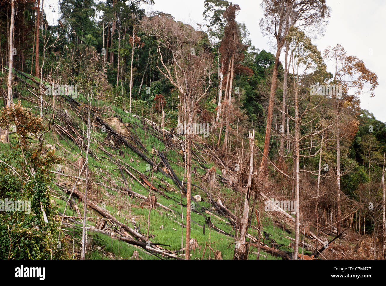 Les arbres tombés, l'exploitation forestière, Mulu National Park, Sarawak, Bornéo, Malaisie Orientale Banque D'Images