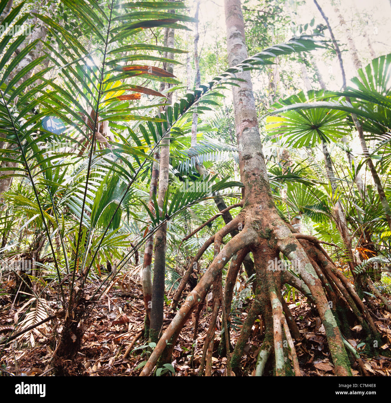 Des racines aériennes, le rotin, le sous-bois de forêt tropicale, Mulu National Park, Sarawak, Bornéo, Malaisie Orientale Banque D'Images
