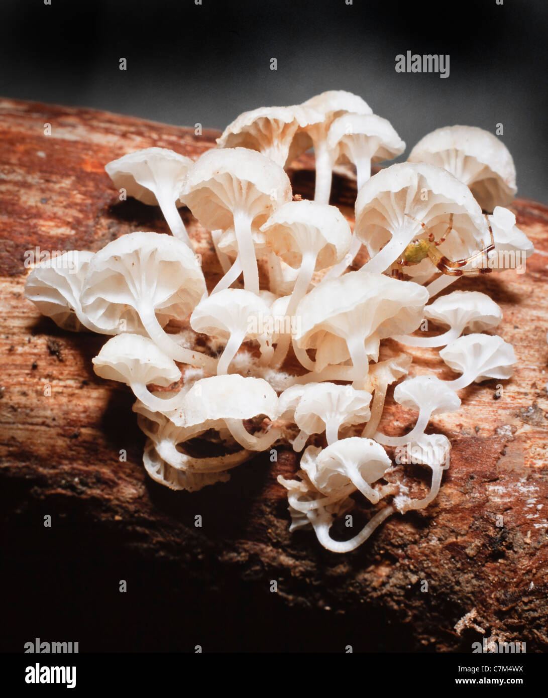 Huîtres tropicales comme les champignons qui poussent sur le sol forestier, Mulu National Park, Sarawak, Bornéo, Malaisie Orientale Banque D'Images
