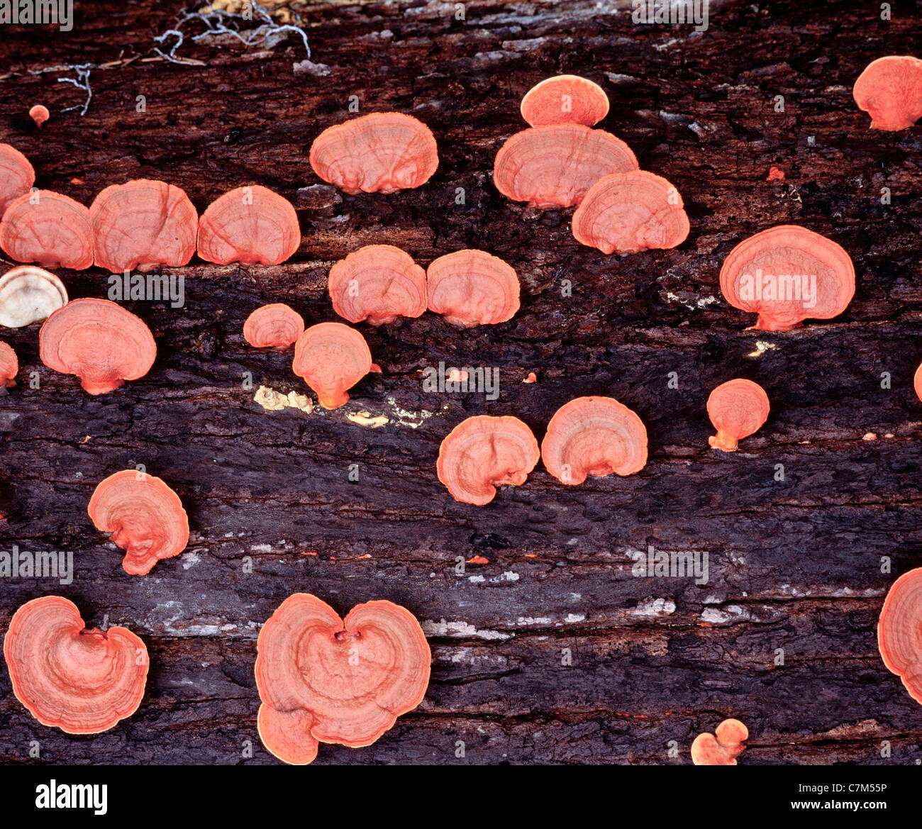 Scieries de champignons poussant sur le sol forestier, Mulu National Park, Sarawak, Bornéo, Malaisie Orientale Banque D'Images