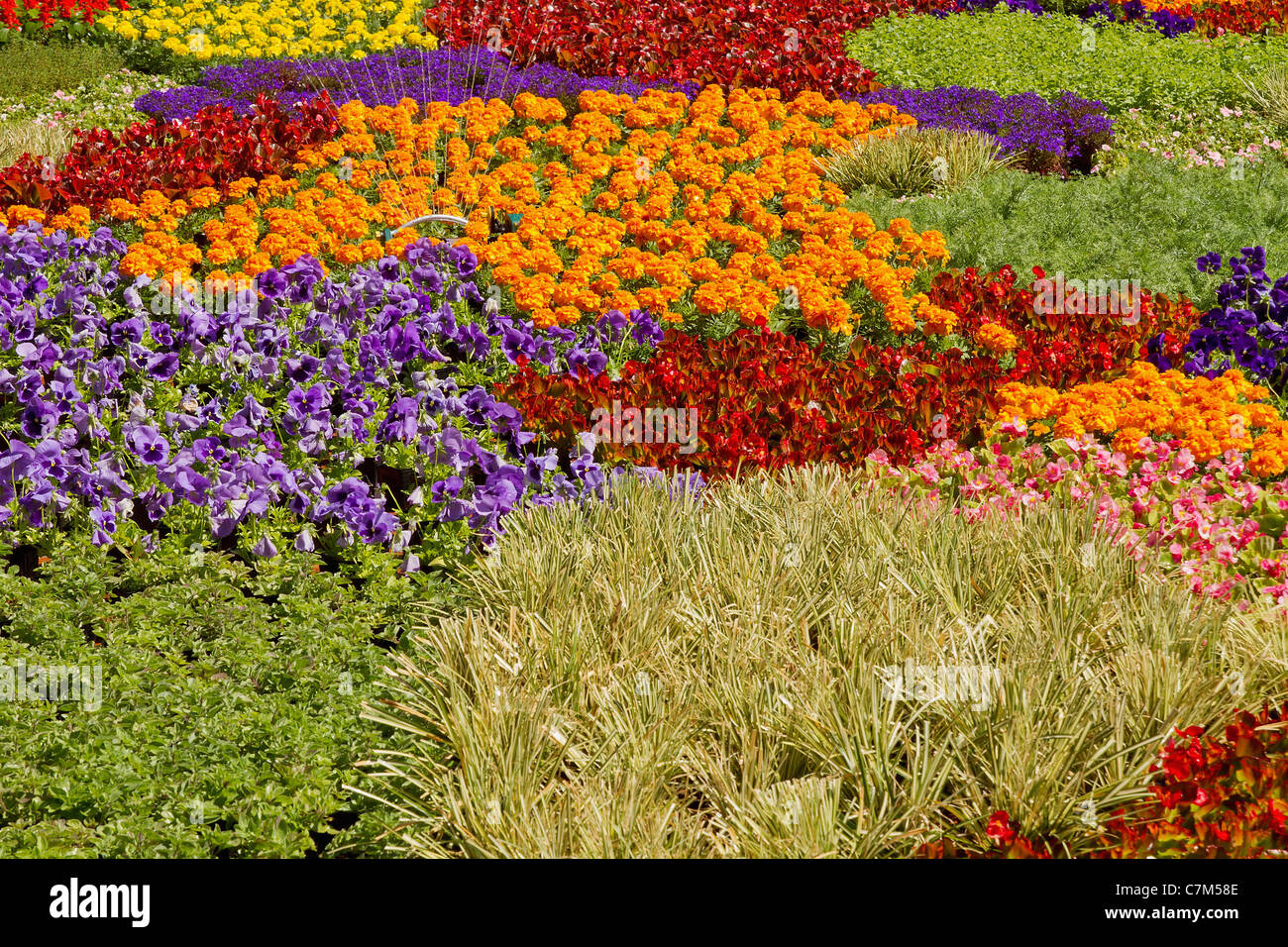Pépinière de plantes en pots colorés Arrangement Jardin Banque D'Images