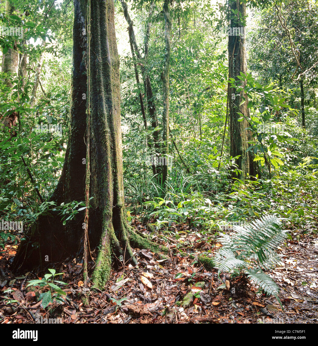Mulu National Park, Sarawak, Bornéo, Malaisie orientale, des racines aériennes de feuillus, de fortifier les racines, riche sous-bois, marbre Banque D'Images