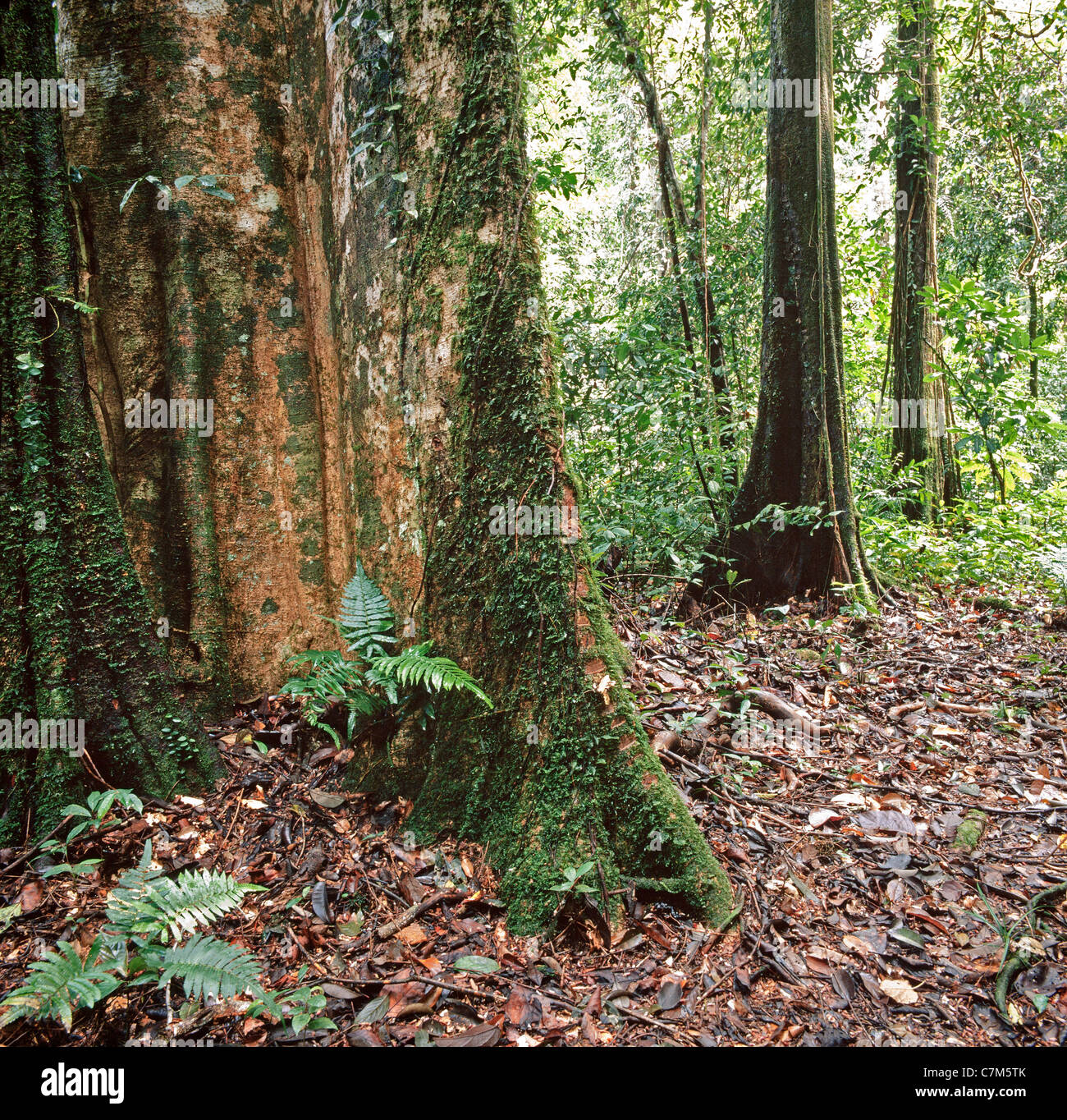 Mulu National Park, Sarawak, Bornéo, Malaisie orientale, des racines aériennes de feuillus, de fortifier les racines, riche sous-bois, marbre Banque D'Images