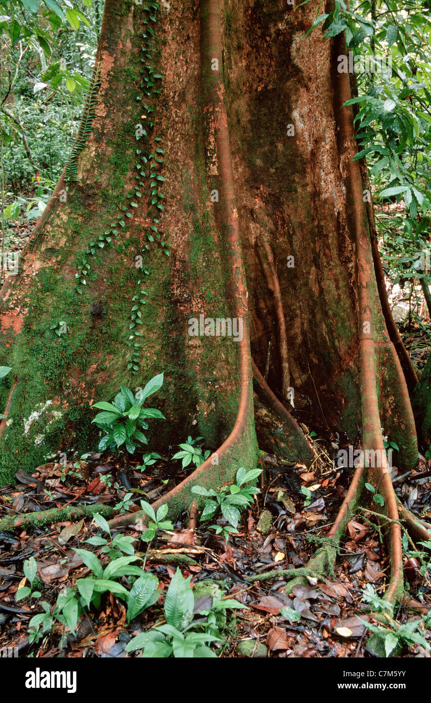 Mulu National Park, Sarawak, Bornéo, Malaisie orientale, des racines aériennes de feuillus, de fortifier les racines, riche sous-bois, marbre Banque D'Images