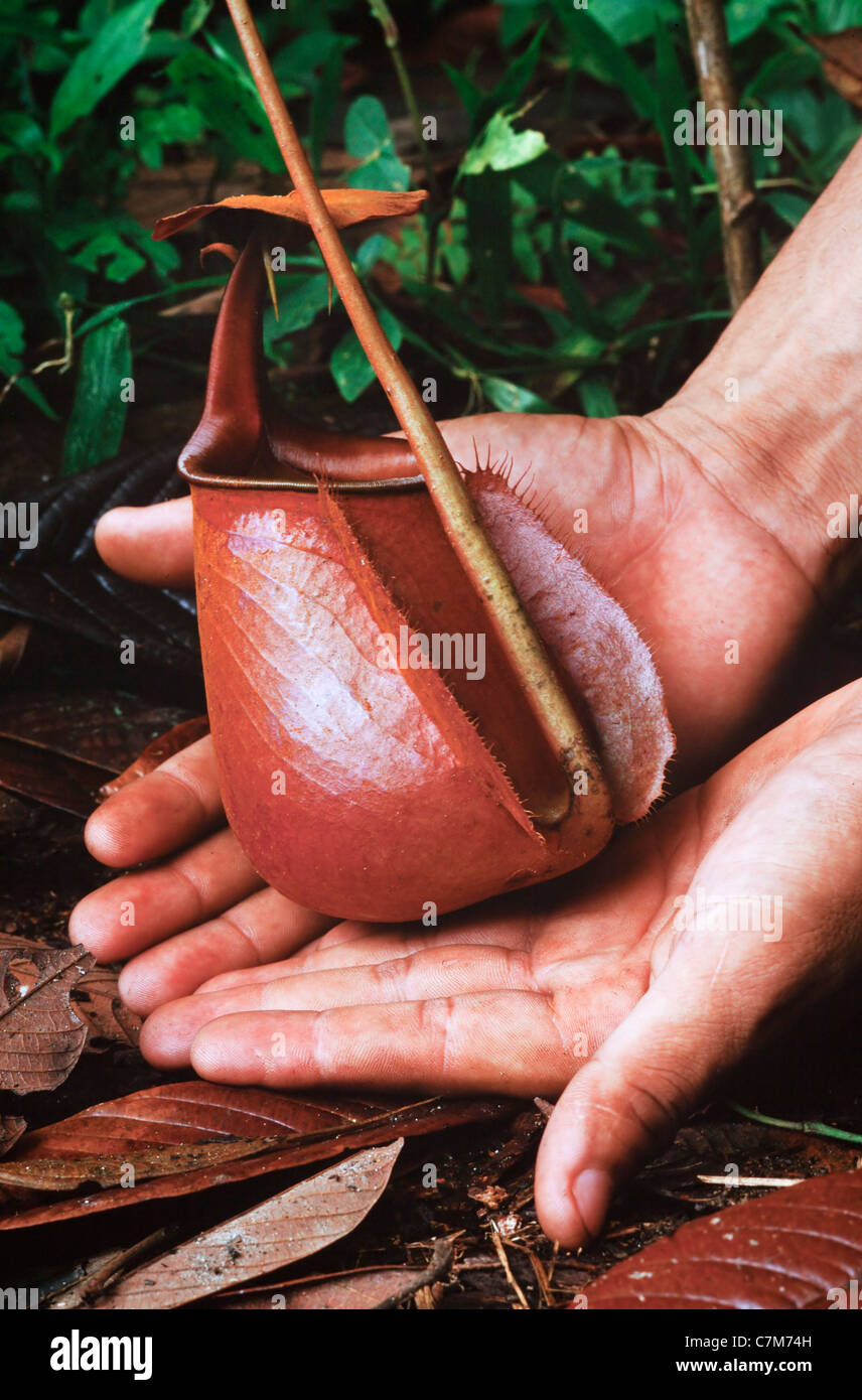 Sarracénie, Nepenthes (ITIS : pitcher inférieur) « Kerangas » (forêt, Mulu National Park, Bornéo, Malaisie Orientale Banque D'Images