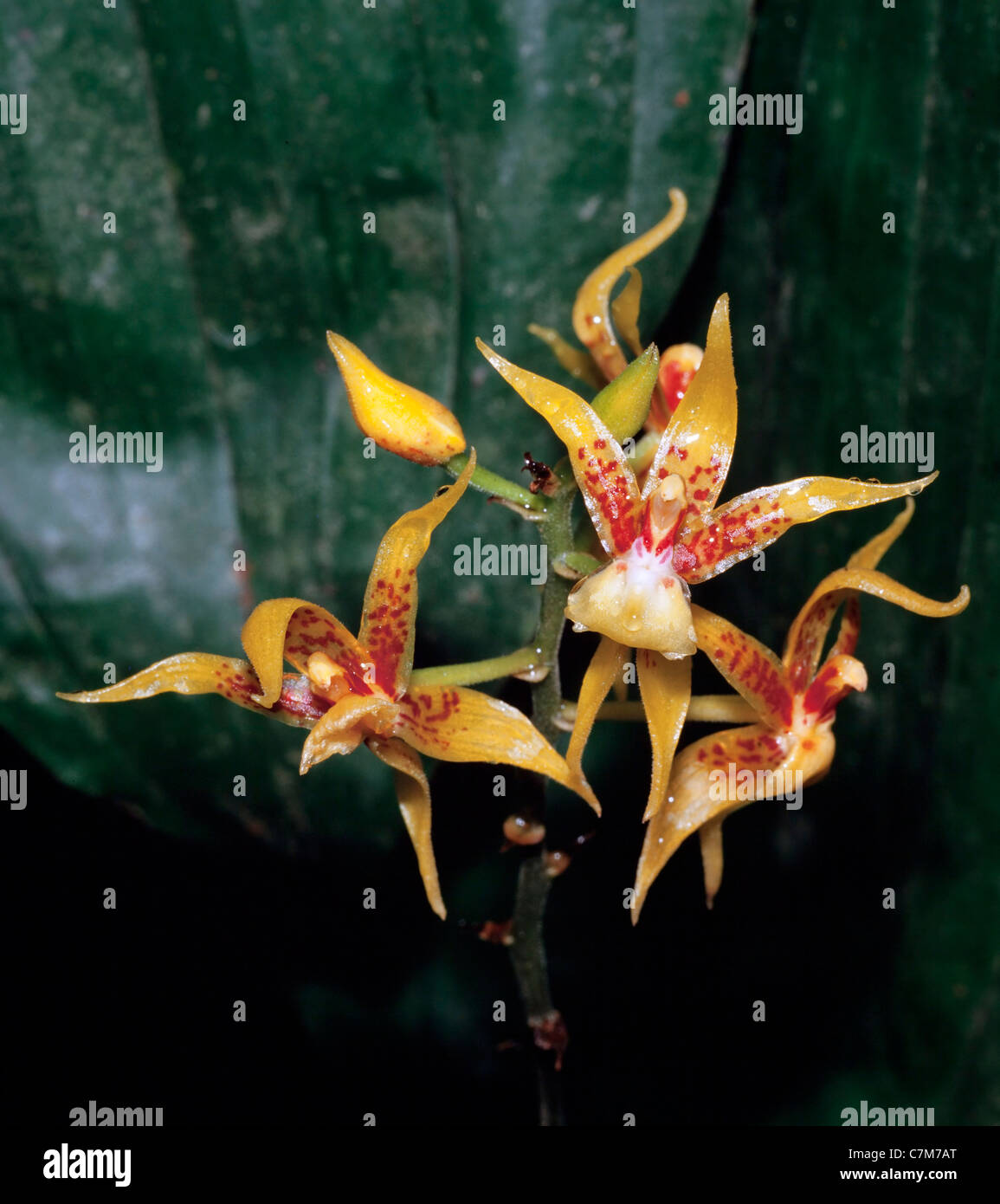 Plocoglottis acuinata, orchidée sauvage (BI) Sabah, Malaisie Orientale Banque D'Images