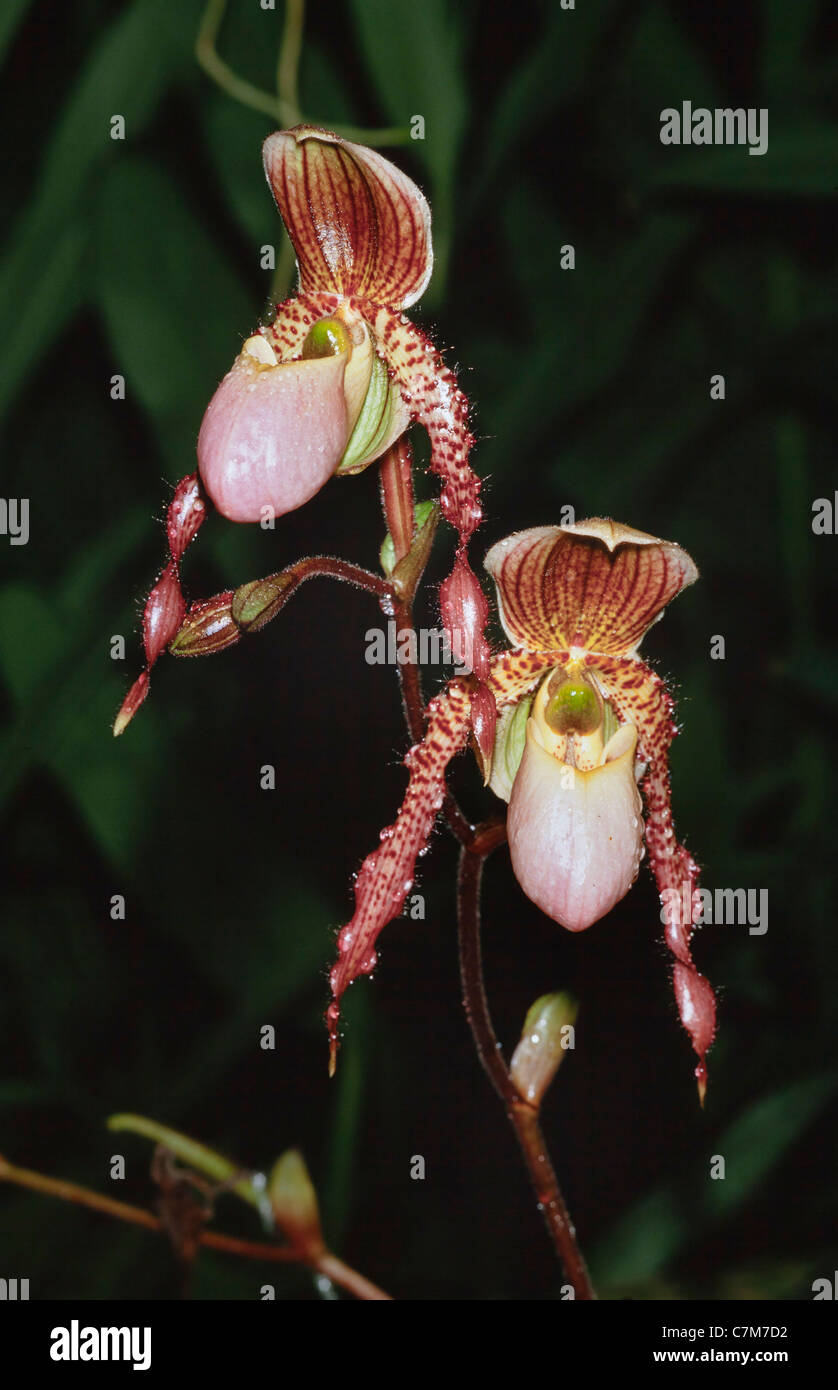 Orchidées Paphiopedilum Sabah hybride Banque D'Images