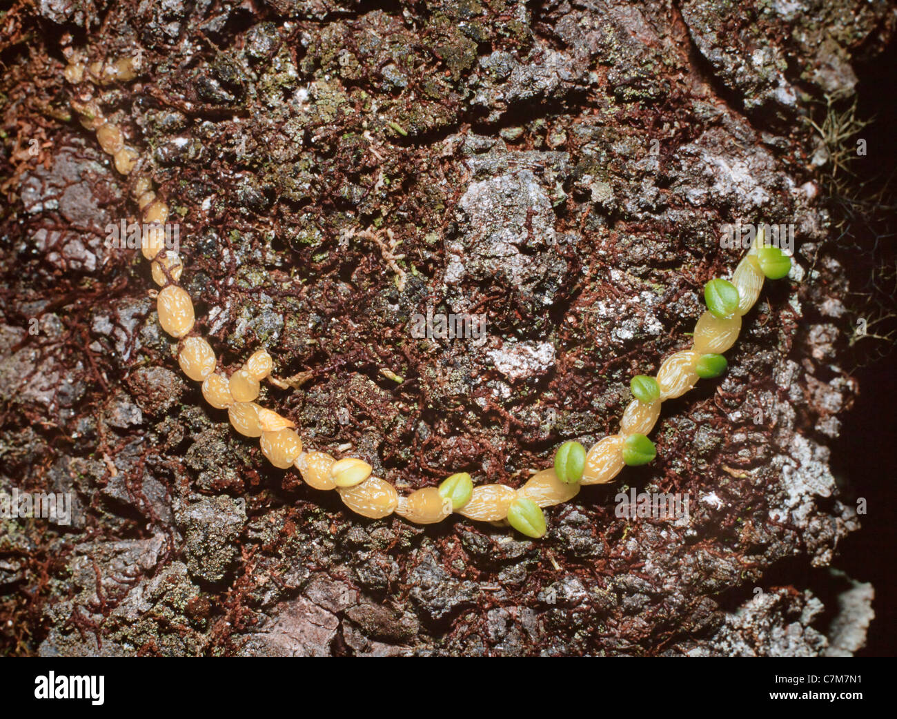 Phaeoneurone orchidées Bulbophyllum (Schltr) Sabah, Malaisie Orientale Banque D'Images
