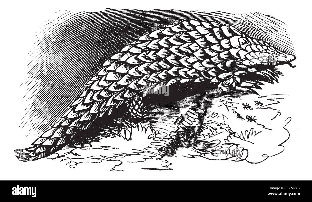 Ou Manis pentadactyla Pangolin chinois, gravure d'époque. Vieille illustration gravée de Pangolin chinois. Banque D'Images